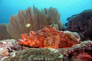 Tritan scorpion fish laying in wait. by Stuart Ganz 